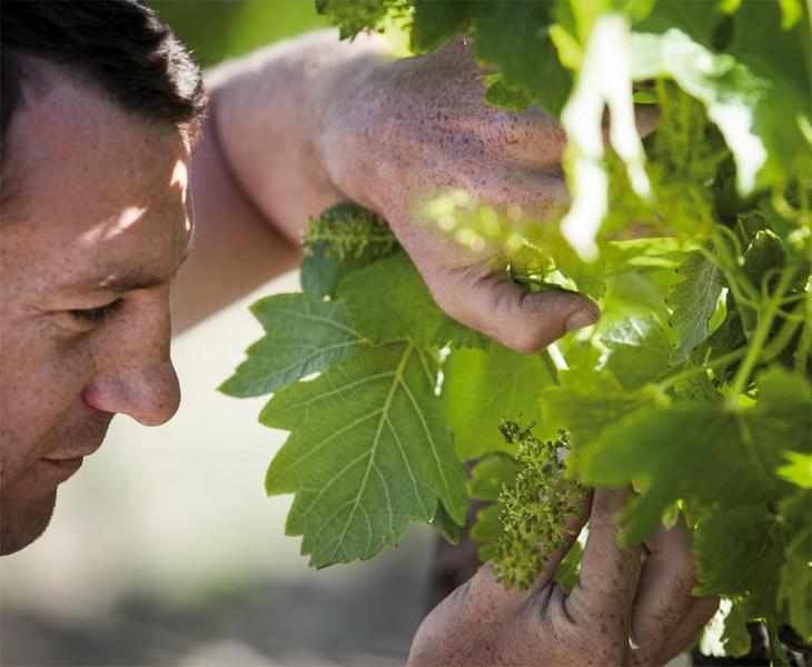 Vignobles la Florane et l’Echevin_Visan