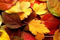 Qui s'y frotte s'y pique_Villages du lac de Paladru