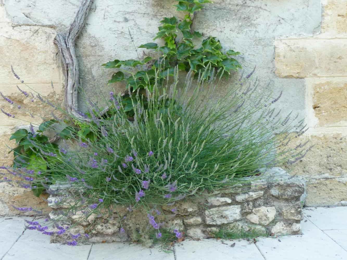 Le Mas des Vergers, Salon-de-Provence - photo 11