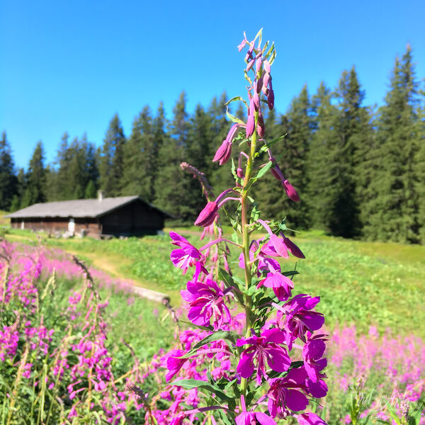 Bergerie de la Palette FFC n°68