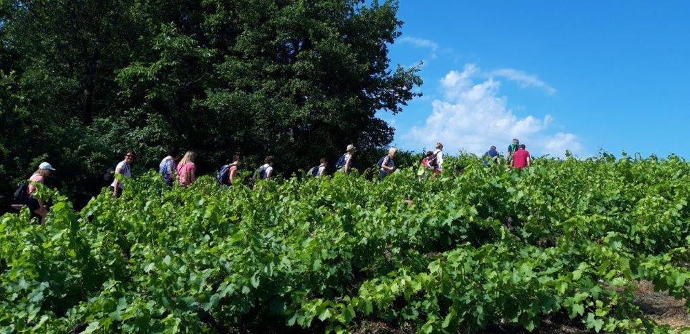Balade détente et bonne humeur dans les vignes