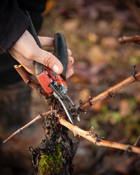 Taille de la vigne