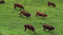 Les vaches en pâture