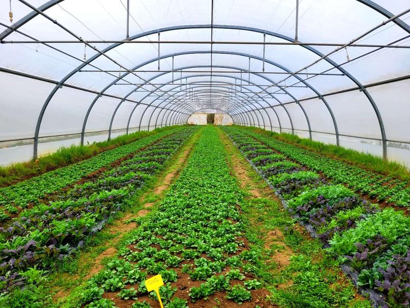 Visite et du00e9gustation au Jardin de Cocagne_Vauhallan