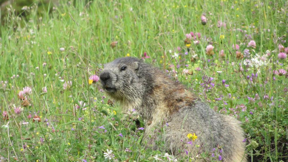 Marmotte sur le chemin de randonnée