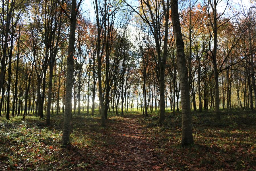 Arboretum de Chatillon-sur-Chalaronne