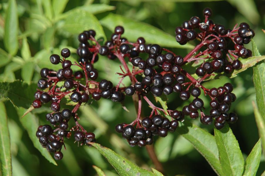 Animation nature sur les ENS : fruits d'automne et autres découvertes de saison_Saint-Victor-de-Morestel-Balcons du Dauphiné