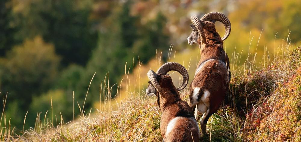 Découverte de la Biodiversité et du Patrimoine des territoires du Cantal