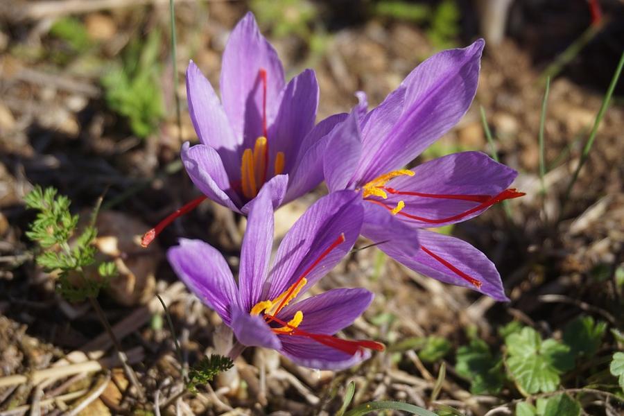 fleurs de safran