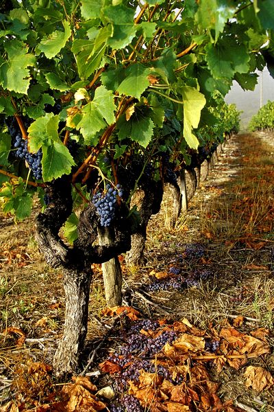 Ambiance et partage au Caveau des vignerons de Valvignères
