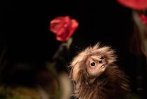 Sur les pas d'Oodaaq_Roanne