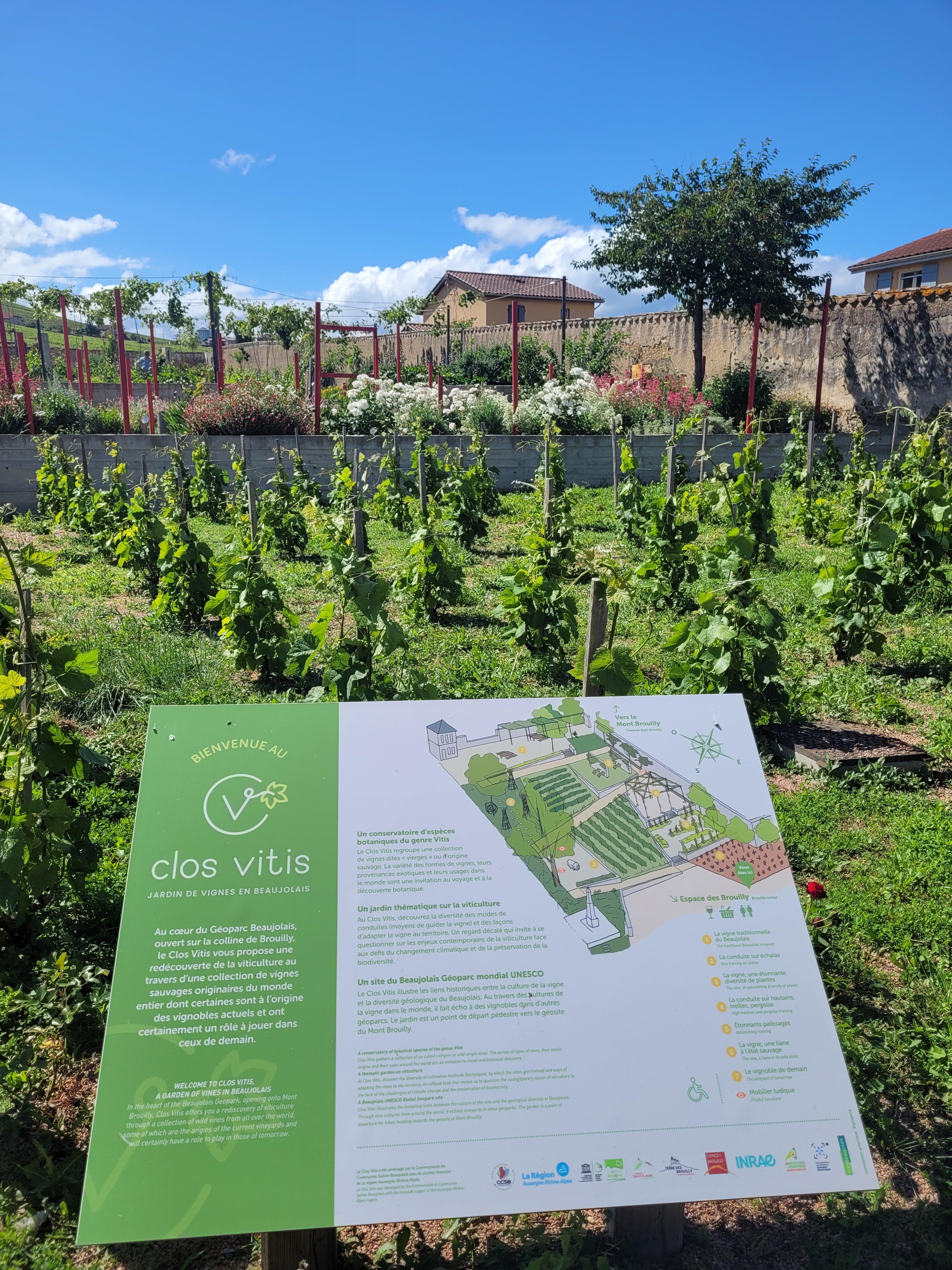 Clos Vitis, Jardin de Vignes en Beaujolais