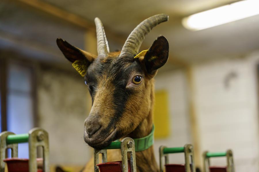 La chèvrerie des Ardoisières_Morzine