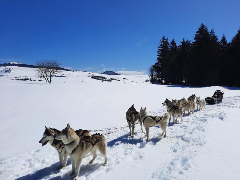 Moment magique découvrez le baptême de traineau à chiens. Moment unique pour tous à partir de 3 ans