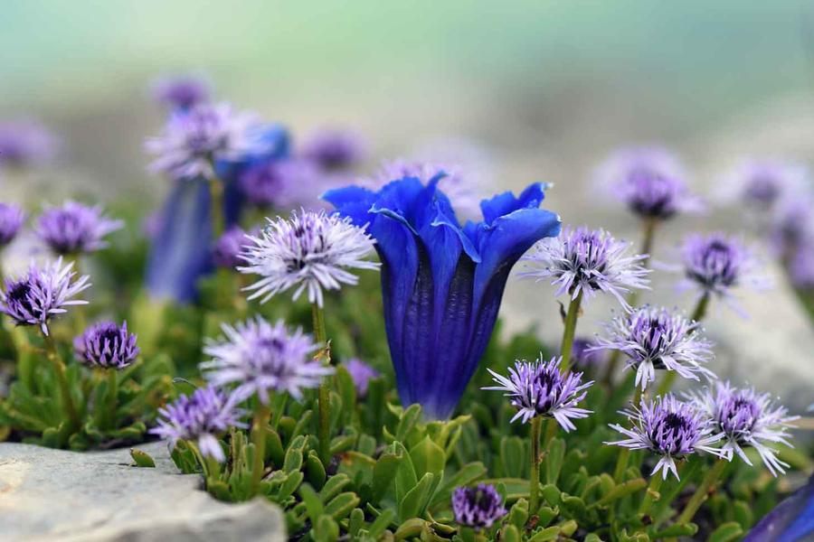 Conférence : Plantes et milieux remarquables du Lautaret_Le Monêtier-les-Bains