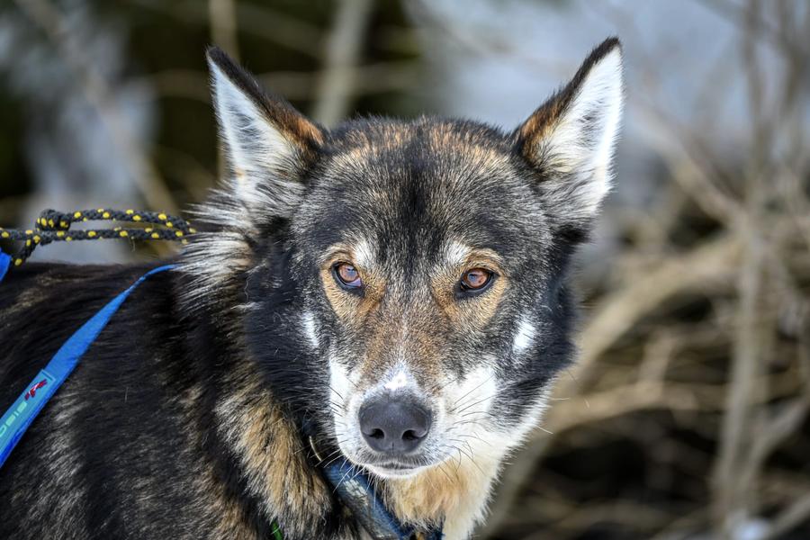 A ton étoile chiens de traîneaux