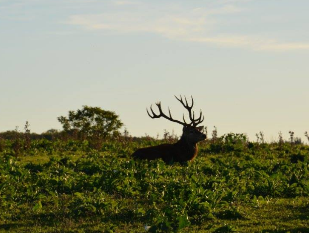 Cerfs des Eaux Claires