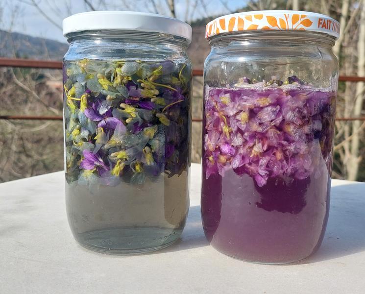 Macération violettes