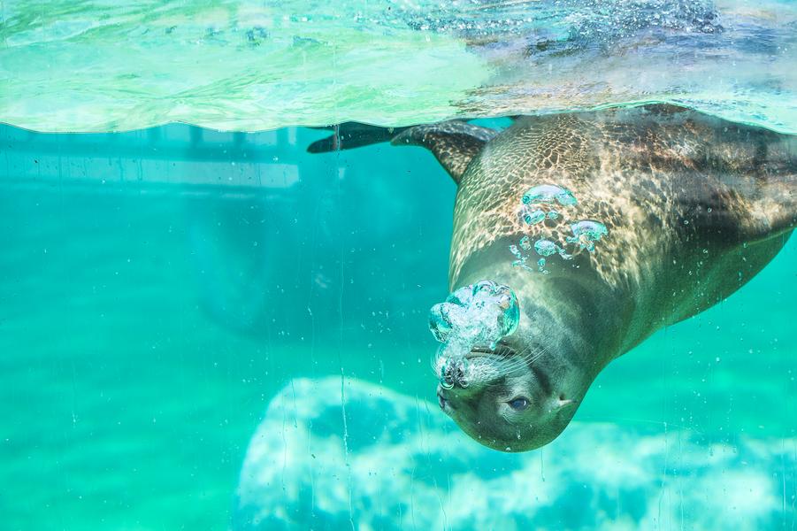 Safari Splash_Peaugres