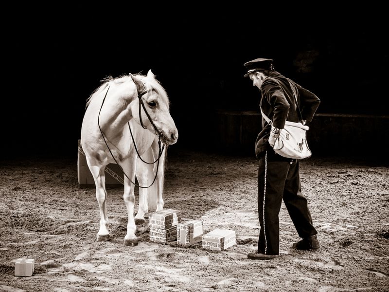 Un facteur faisant la conversation à un cheval blanc