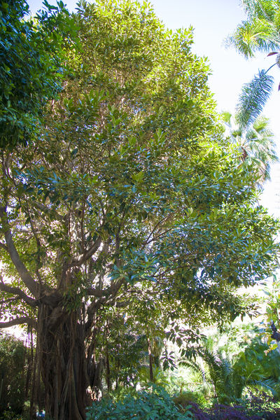Ficus macrophylla arbre