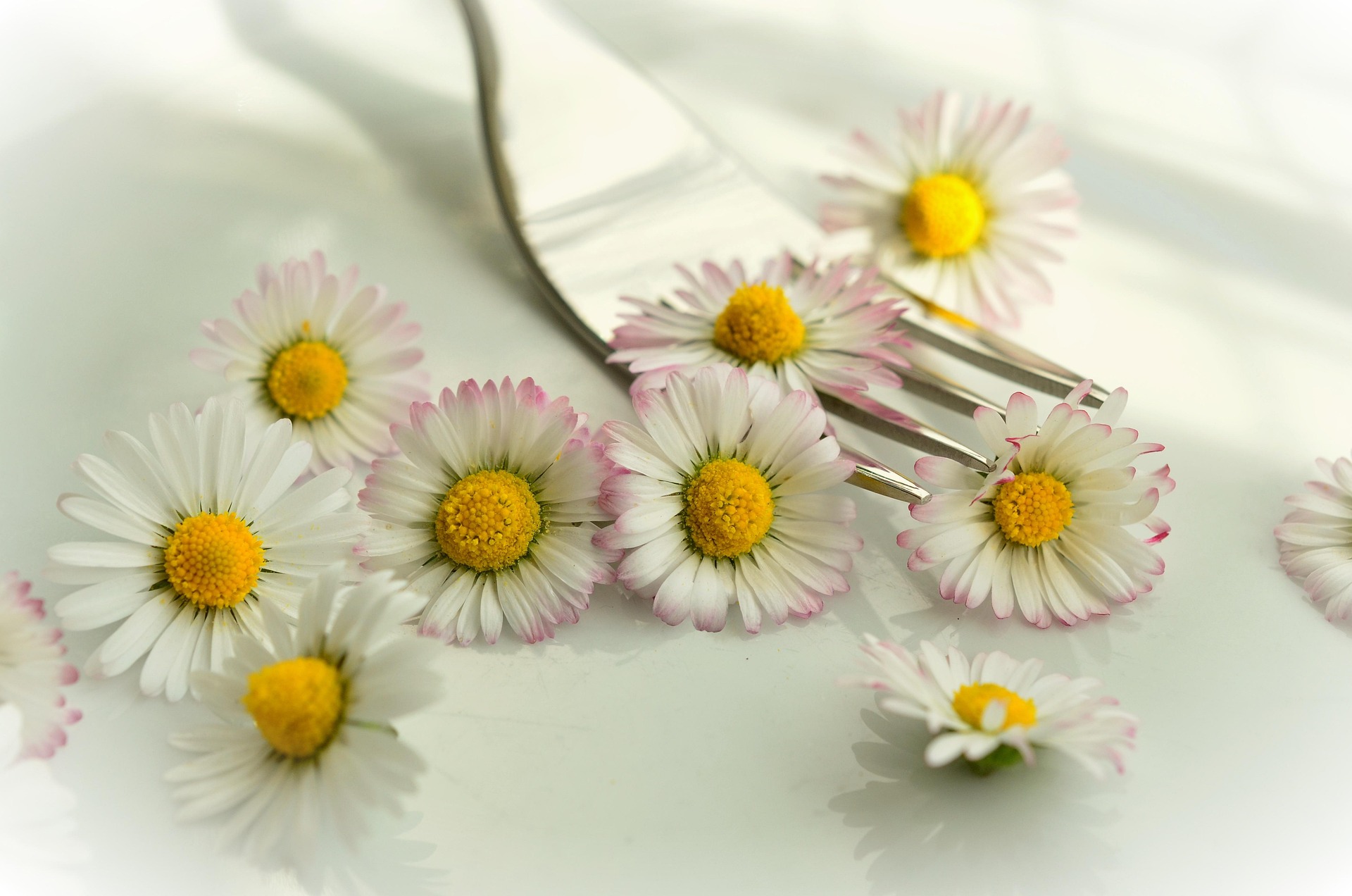 Balade sauvagement comestible et Atelier culinaire_Annonay