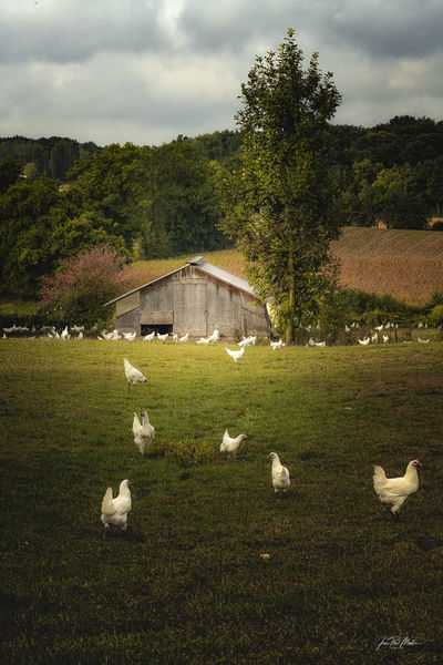 Parc a volailles