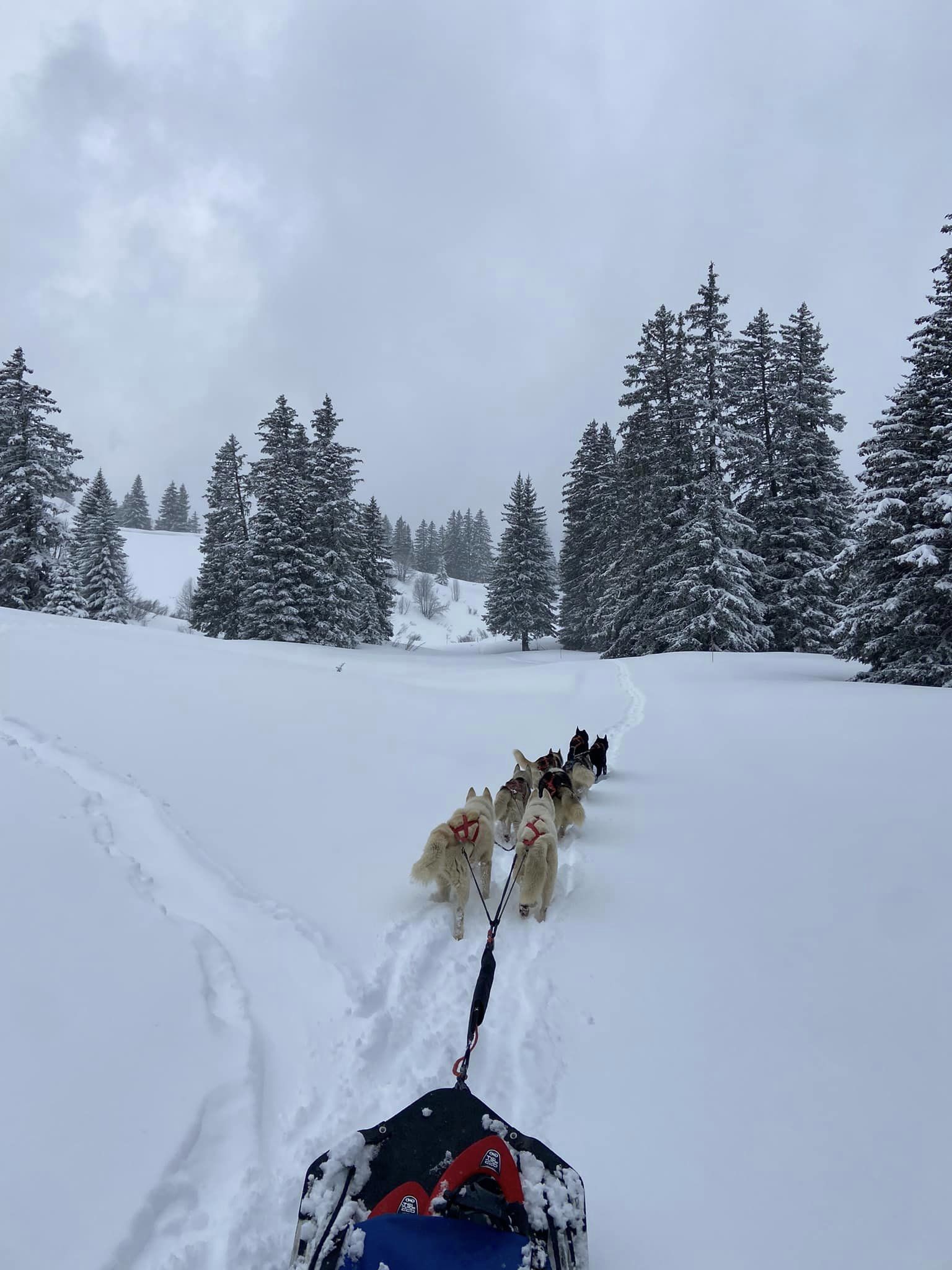 Les Granges de Heïdi - Chiens de traineau - Cani-balade