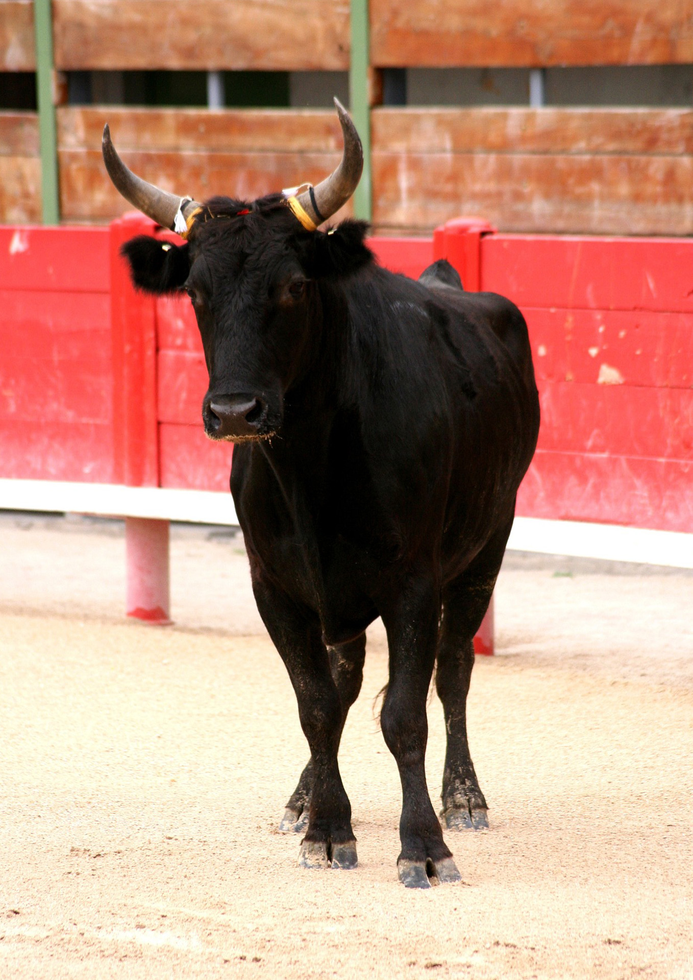 Courses Camarguaises - Club Taurin L'Abrivado (1/1)