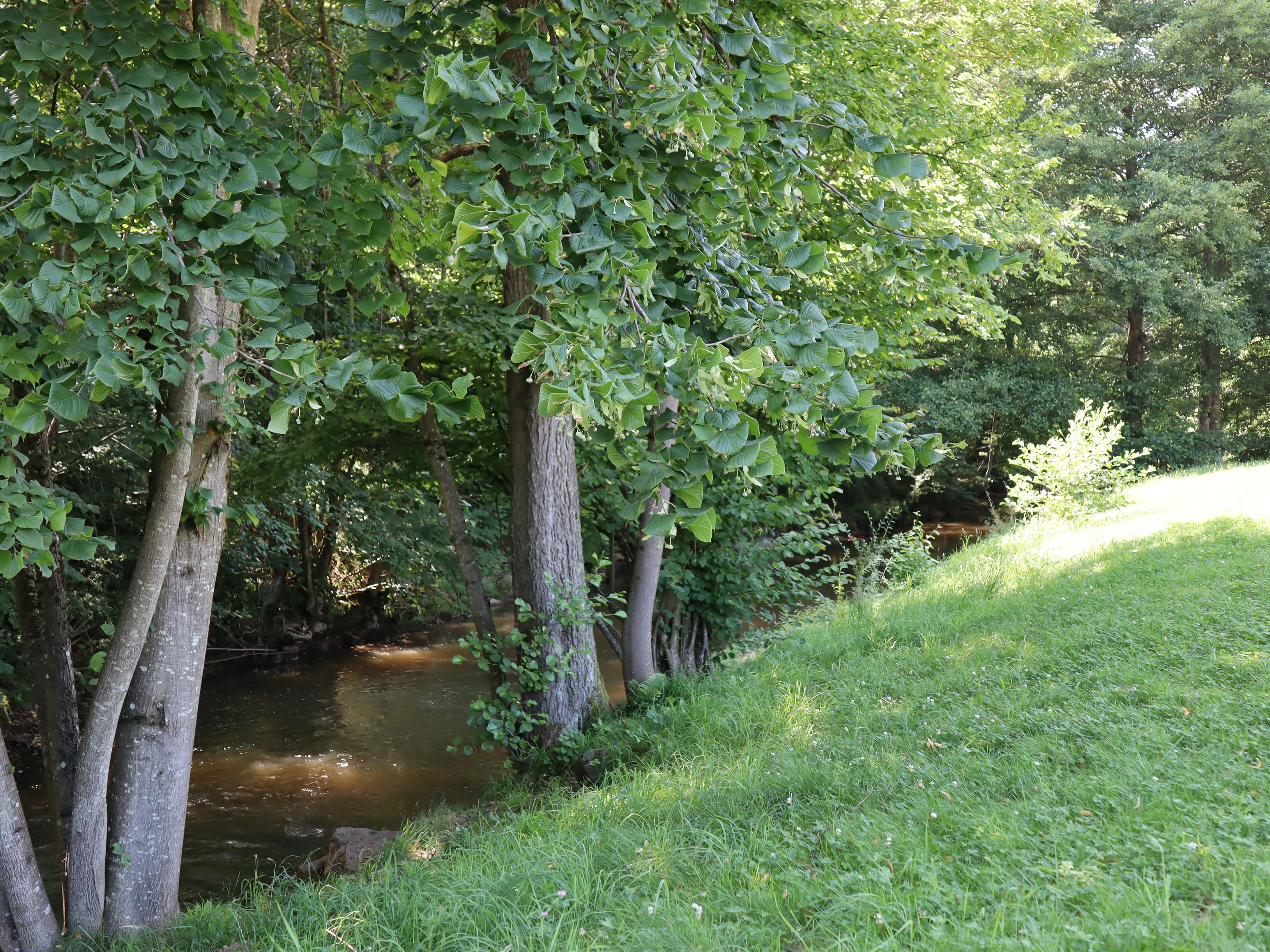 Parc des Pinasses