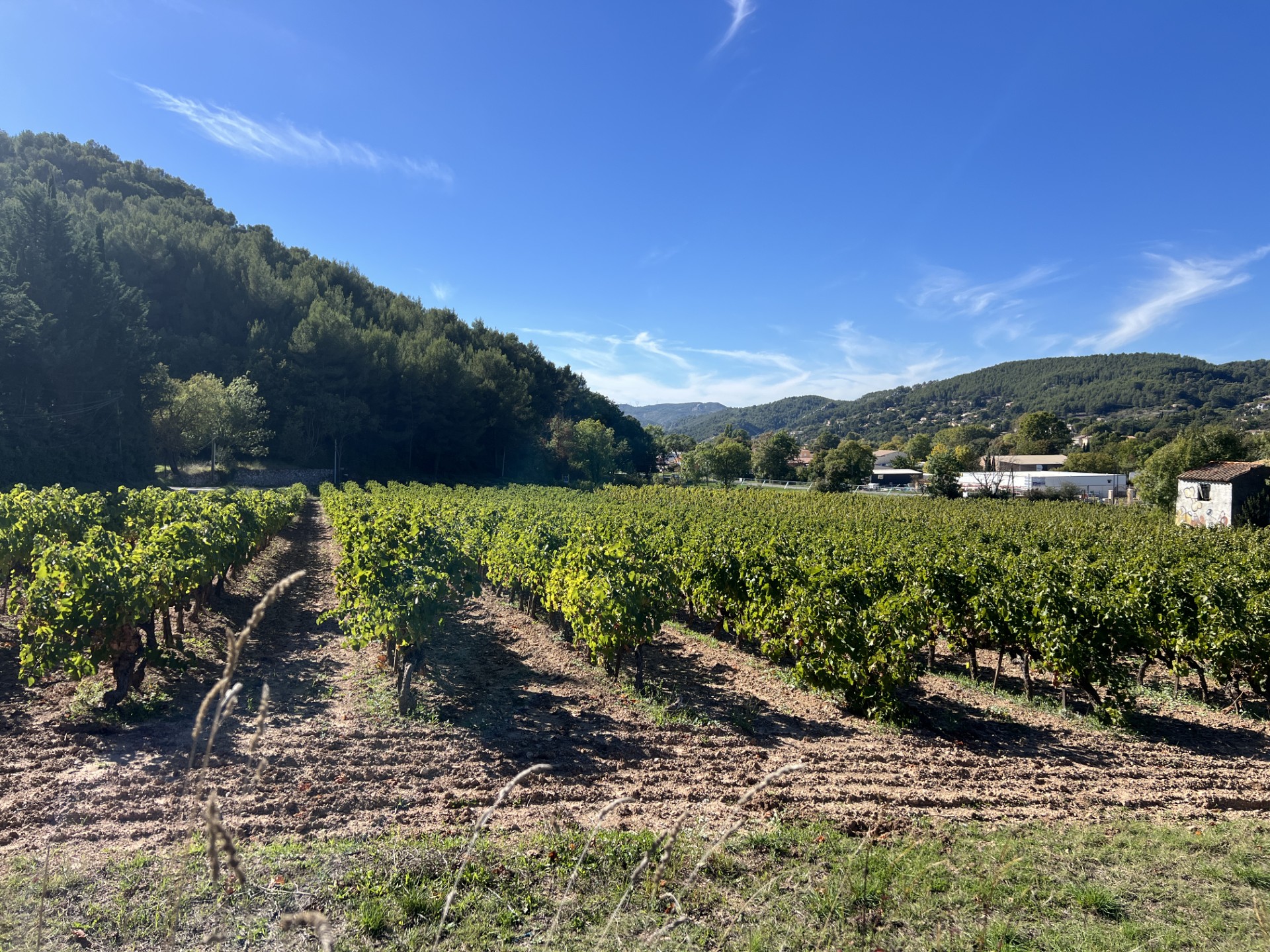 Les Vignerons du Garlaban - Auriol - photo 2