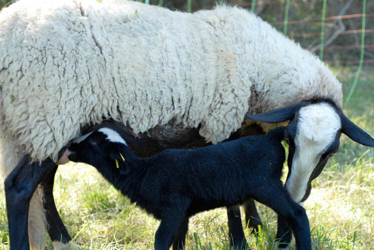 Chevriers d'Echazeaux