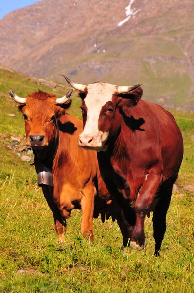Vaches Tarine et Abondance Vaches Tarine et Abondance