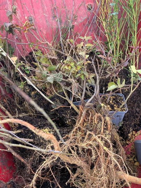 Plantation d'arbres et d'arbustes