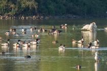 Dombes, terre d'oiseaux : Observons les oiseaux de l'étang du Grand Birieux