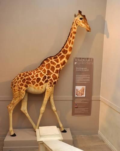 Conférence - Prenons de la hauteur. L'histoire évolutive de la girafe