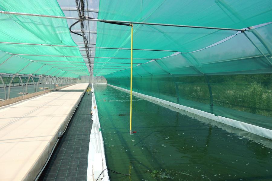 Spiraline : production de spiruline