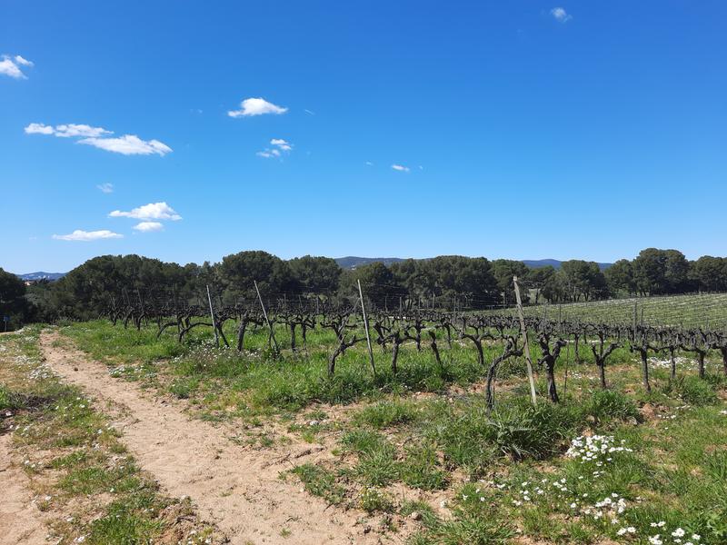 Balade dans les Vignes au Château des Bormettes à La Londe-les-Maures