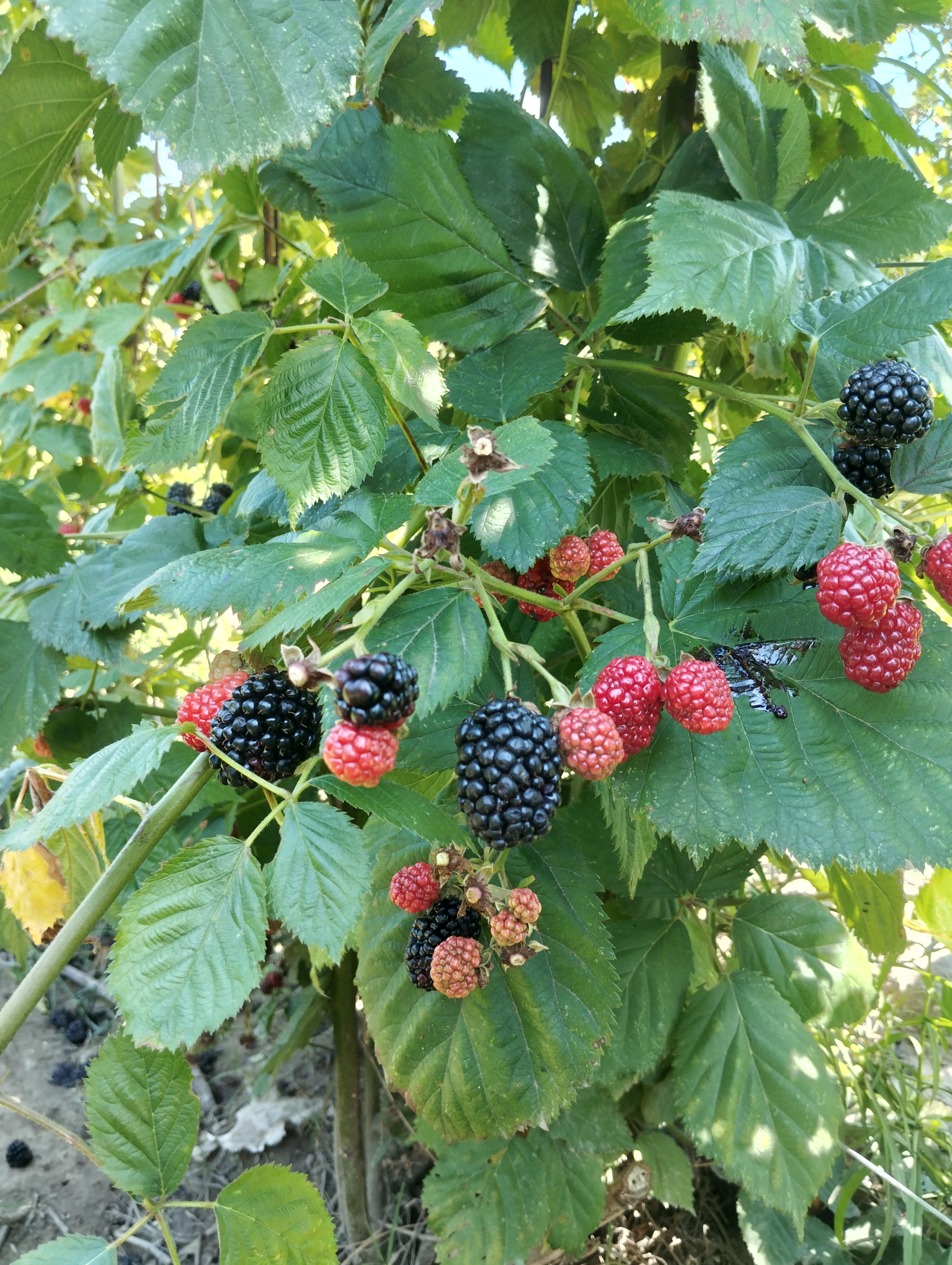 Duvernay Frères - photo 4