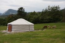 yourte et moutons