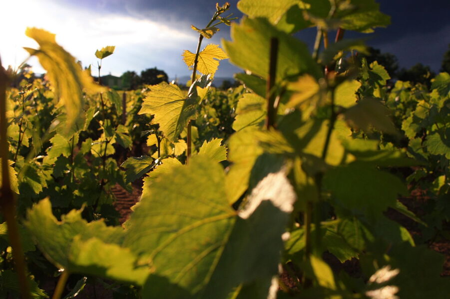 Vignobles Bulliat à Villié-Morgon