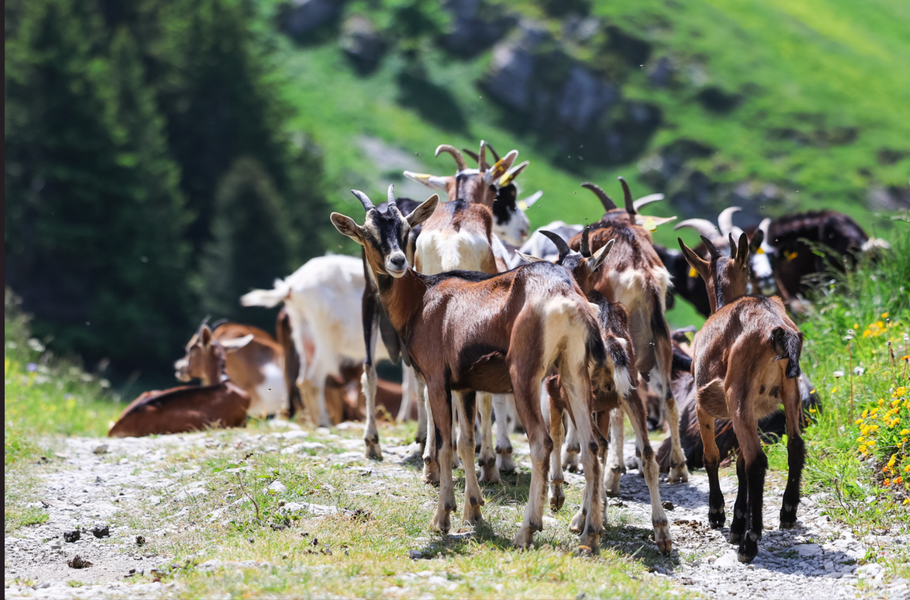 12e Printemps des Chèvres_Faverges-Seythenex