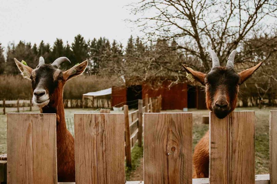 Les chèvres de la ferme pédagogique regardent l'objectif