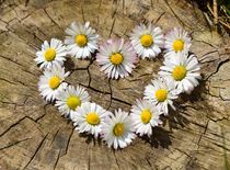 Fleurs