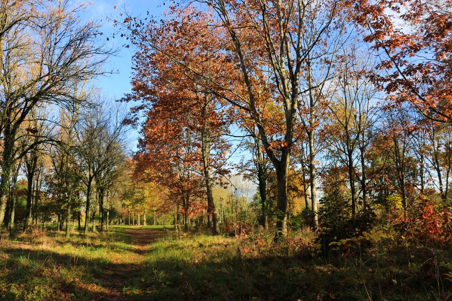 Arboretum de Chatillon-sur-Chalaronne