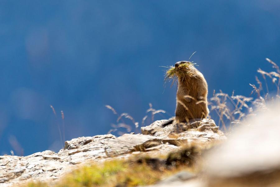 - © Thierry Maillet, Parc national des Ecrins. 113017e_HD - © Thierry Maillet, Parc national des Ecrins.
