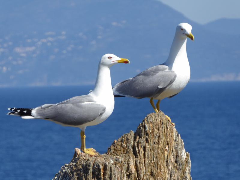 Point rencontre : Initiation à l’ornithologie (Porquerolles)_Hyères