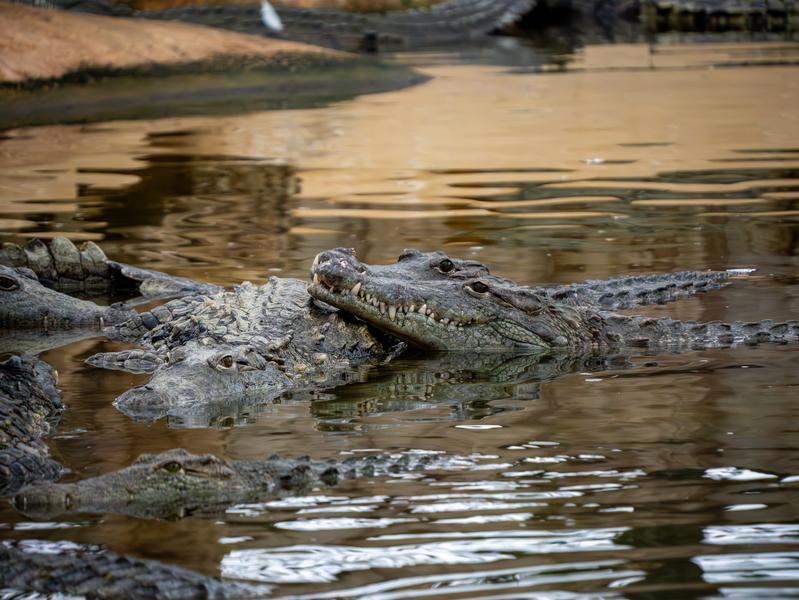 La Ferme aux Crocodiles_Pierrelatte