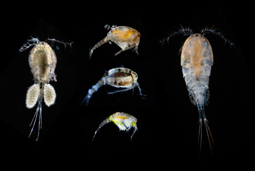 Extrait du film Odyssée mare