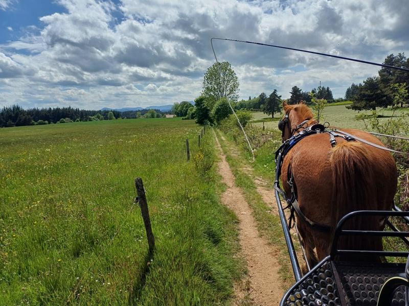 Balade en calèche dans les vignes_Eclassan